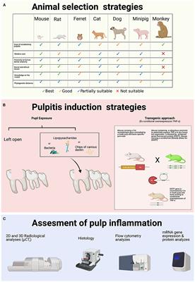 Review of Animal Models to Study Pulp Inflammation